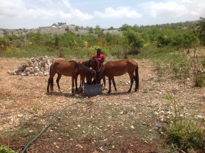 Horses